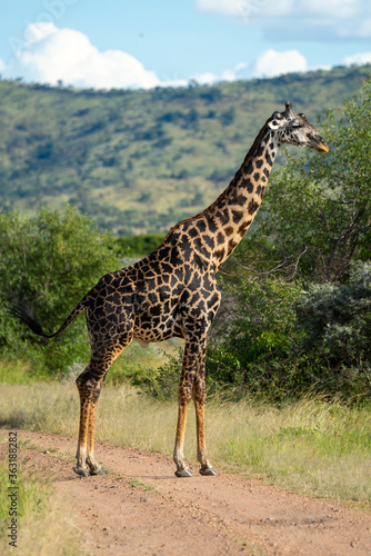 Masai giraffe stands in profile on track