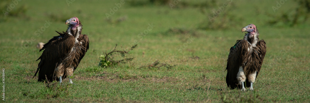 Panorama of two lappet-faced vultures on grass Panorama of two lappet-faced vultures on grass