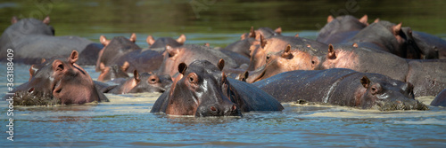 Fotografiet Panorama of hippos wallowing in hippo pool