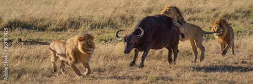Photography Panorama of three lions attacking Cape buffalo