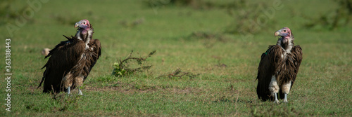 Photos Panorama of two lappet-faced vultures on grass