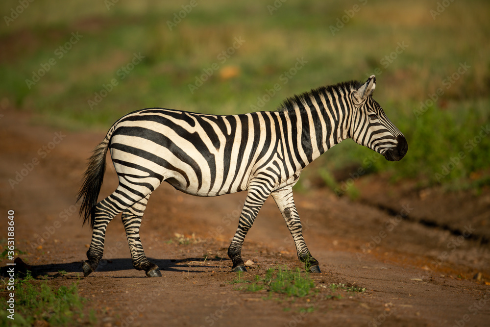 Plains zebra walks across track in savannah Plains zebra walks across track in savannah