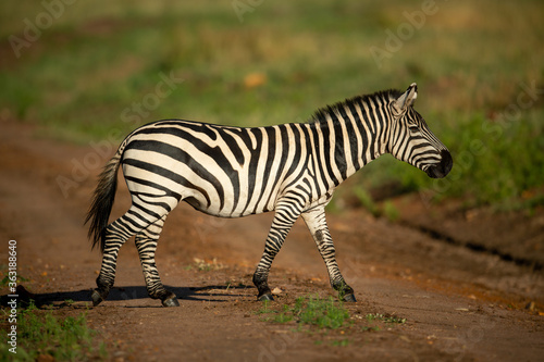 Plains zebra walks across track in savannah