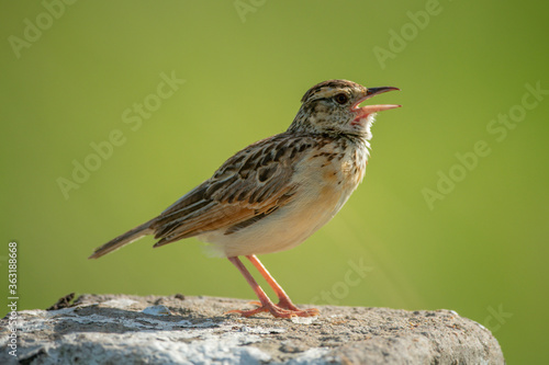 Rufous-naped lark sings on white marker post