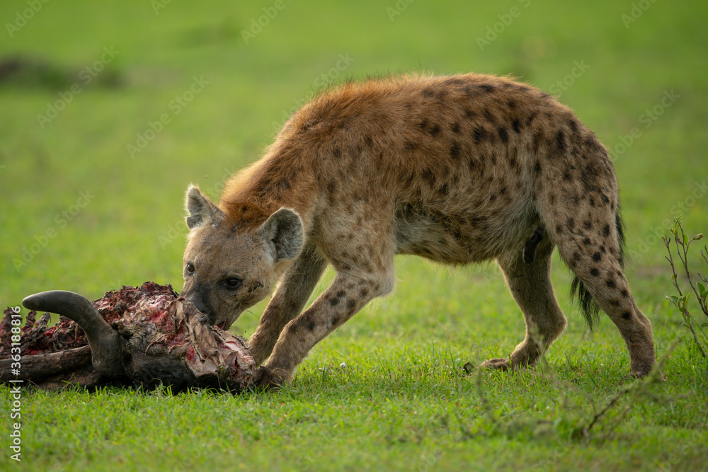 Obraz premium Spotted hyena chews carcase on short grass