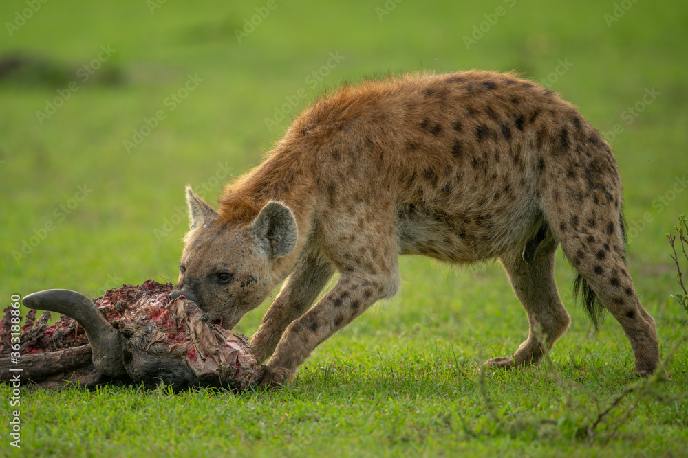 Spotted hyena gnaws carcase on short grass Spotted hyena gnaws carcase on short grass