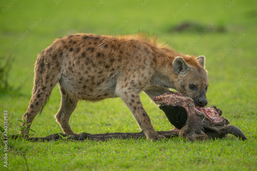 Spotted hyena gnaws carcase on grassy plain Spotted hyena gnaws carcase on grassy plain