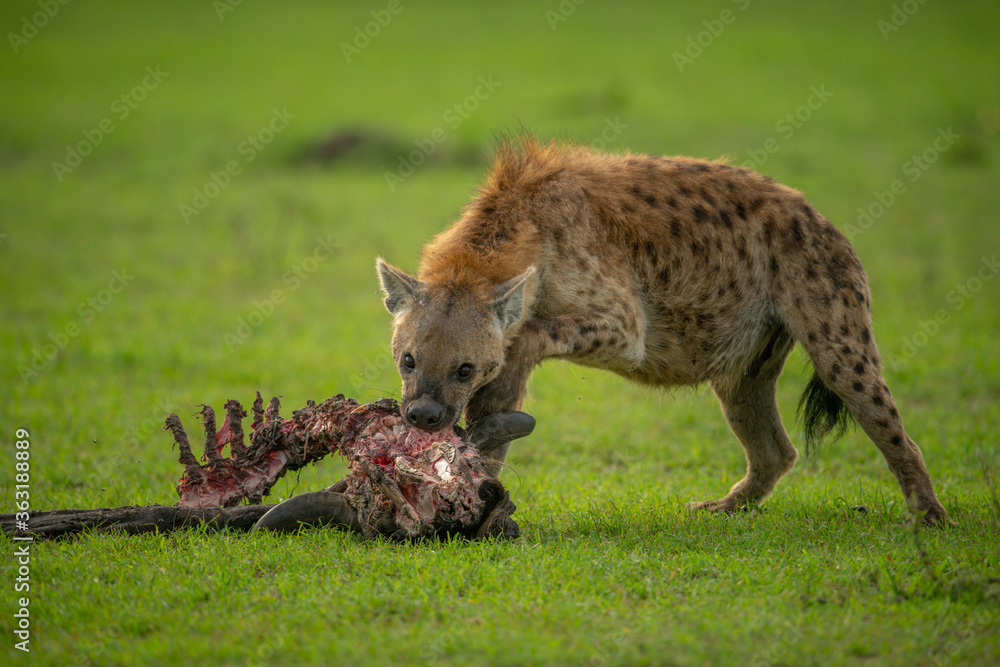 Spotted hyena gnawing carcase in short grass Spotted hyena gnawing carcase in short grass
