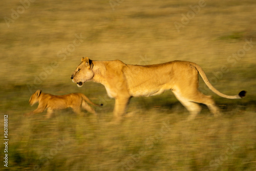 Slow pan of lioness and cub crossing savannah