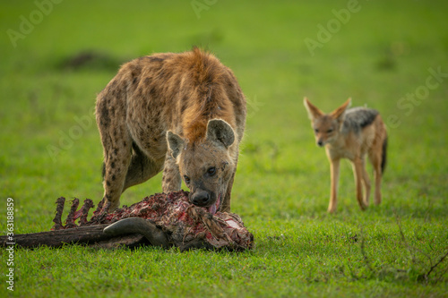 Spotted hyena gnaws carcase as jackal watches
