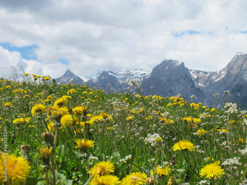alpenblumen alpenblumen