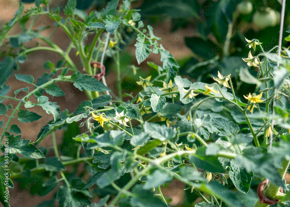 tomato seedlings and flowers in a greenhouse, blurred background, summer garden tomato seedlings and flowers in a greenhouse, blurred background, summer garden