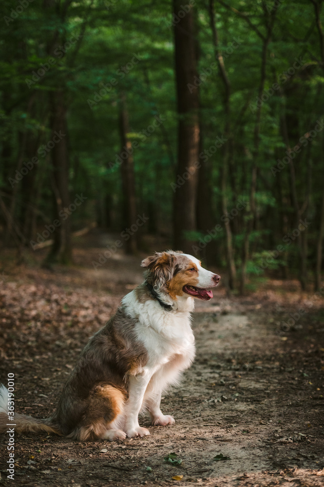 Dog Profile sitting in greenery