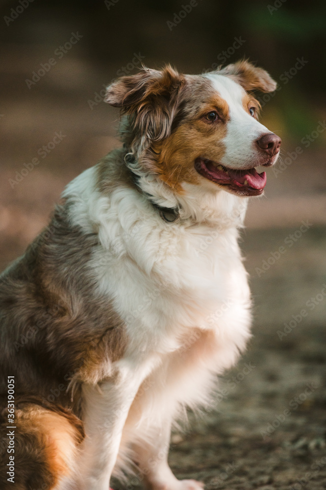 Australian Shepherd sitting in the woods