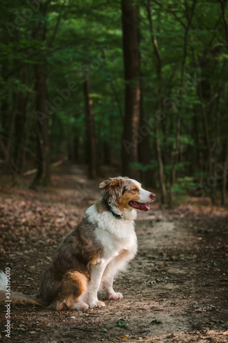 Dog Profile sitting in greenery