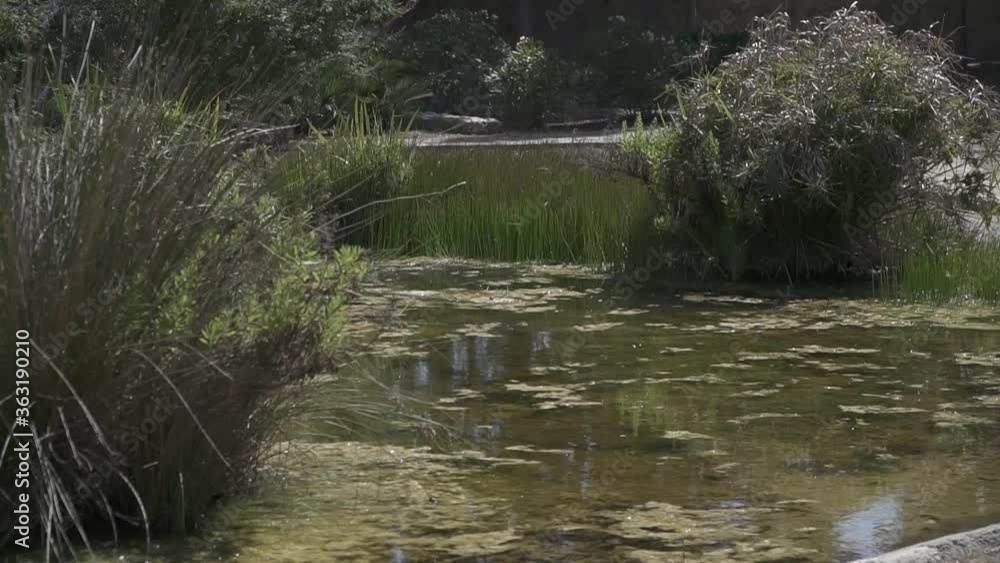 Pond surrounded by vegetation Pond surrounded by vegetation
