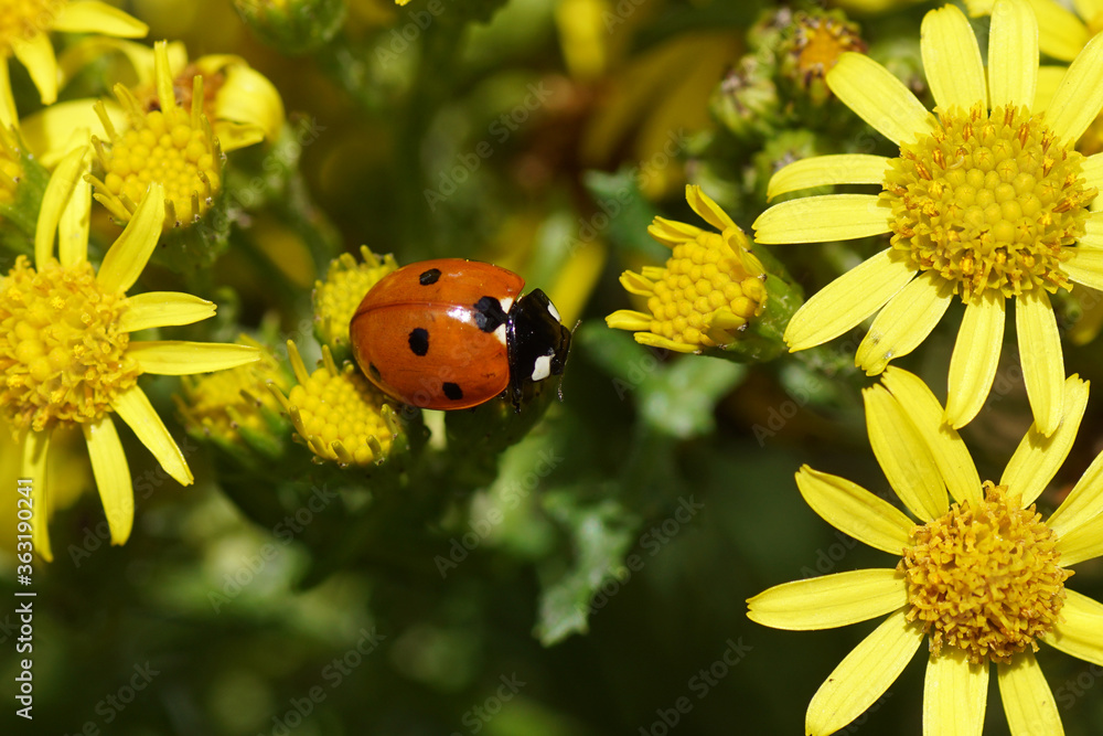 Seven-spot ladybird, (Coccinella septempunctata), family Coccinellidae on the flowers of common ragwort (Jacobaea vulgaris). Family Mints (Asteraceae or Compositae). July, in a Dutch garden. Seven-spot ladybird, (Coccinella septempunctata), family Coccinellidae on the flowers of common ragwort (Jacobaea vulgaris). Family Mints (Asteraceae or Compositae). July, in a Dutch garden.