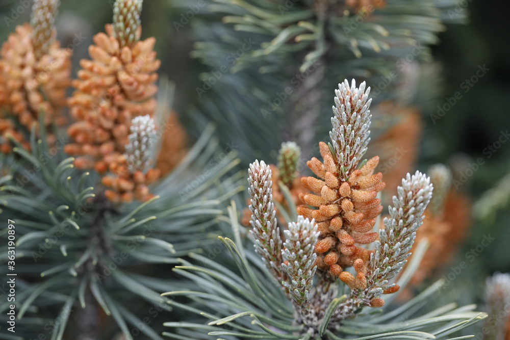 Male orange cones of mountain pine close-up. Male orange cones of mountain pine close-up.