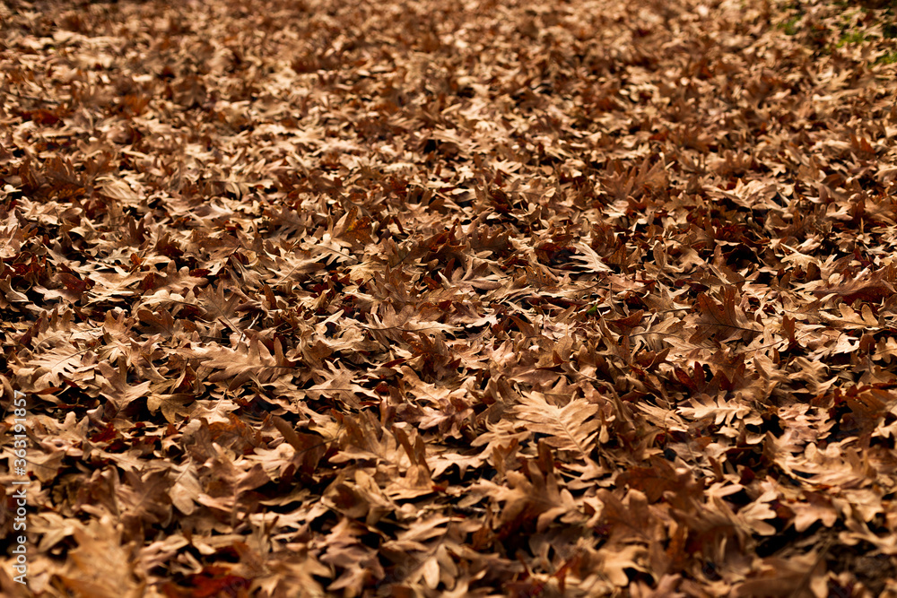 Floor covered with multitude autumnal leaves. Floor covered with multitude autumnal leaves.