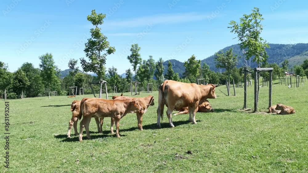 Several calves and their mother grazing in the meadow Several calves and their mother grazing in the meadow