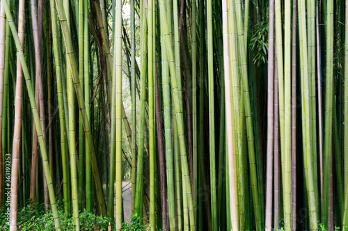 Fototapeta Naklejka Na Ścianę i Meble -  Background of a bamboo forest
