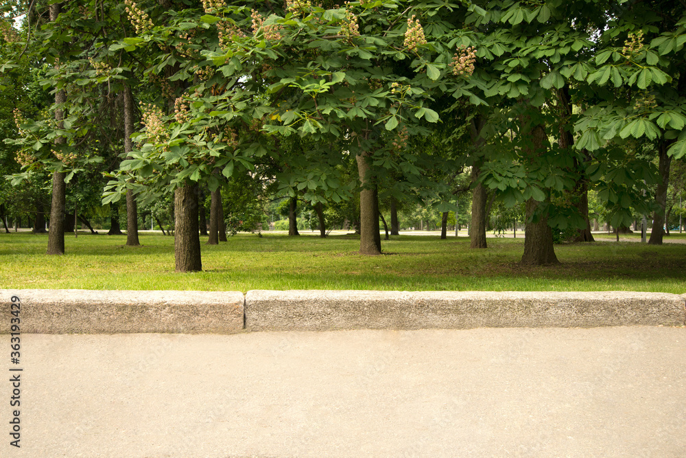 Chestnuts in the park along the asphalts of the road on a spring or summer day.  Background