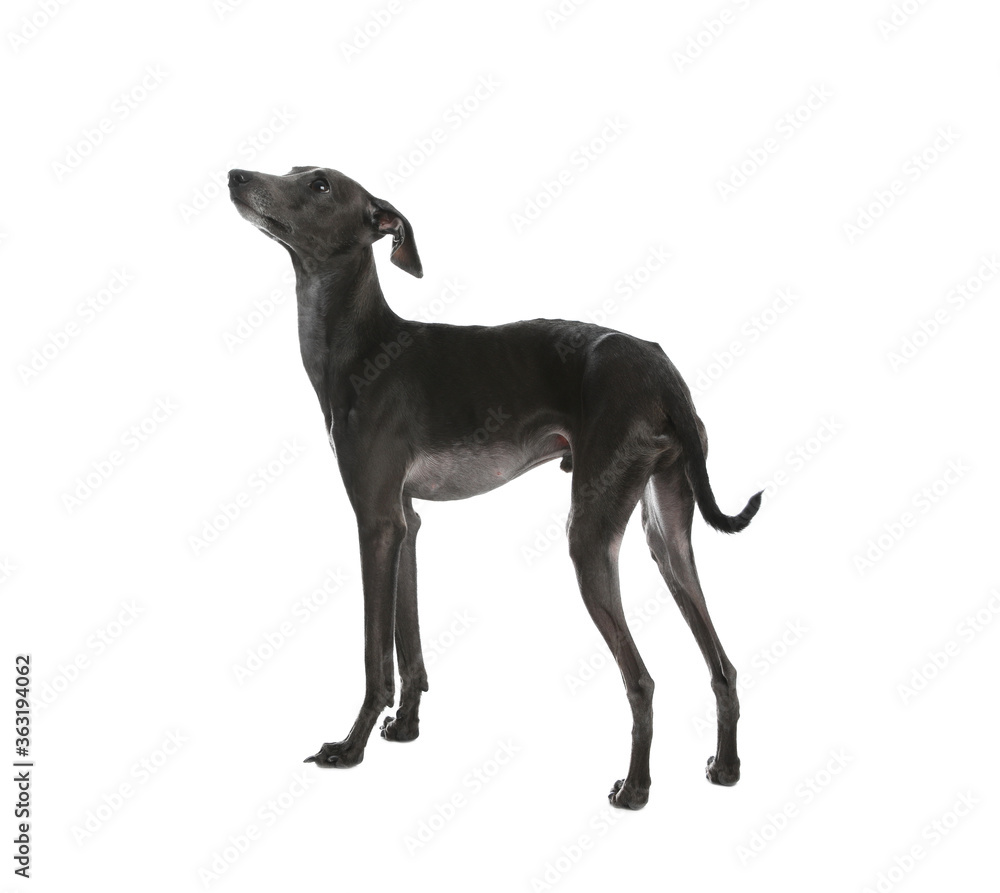 Cute Italian Greyhound dog on white background