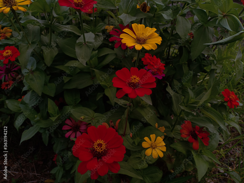 flower petals that have many colors flower petals that have many colors
