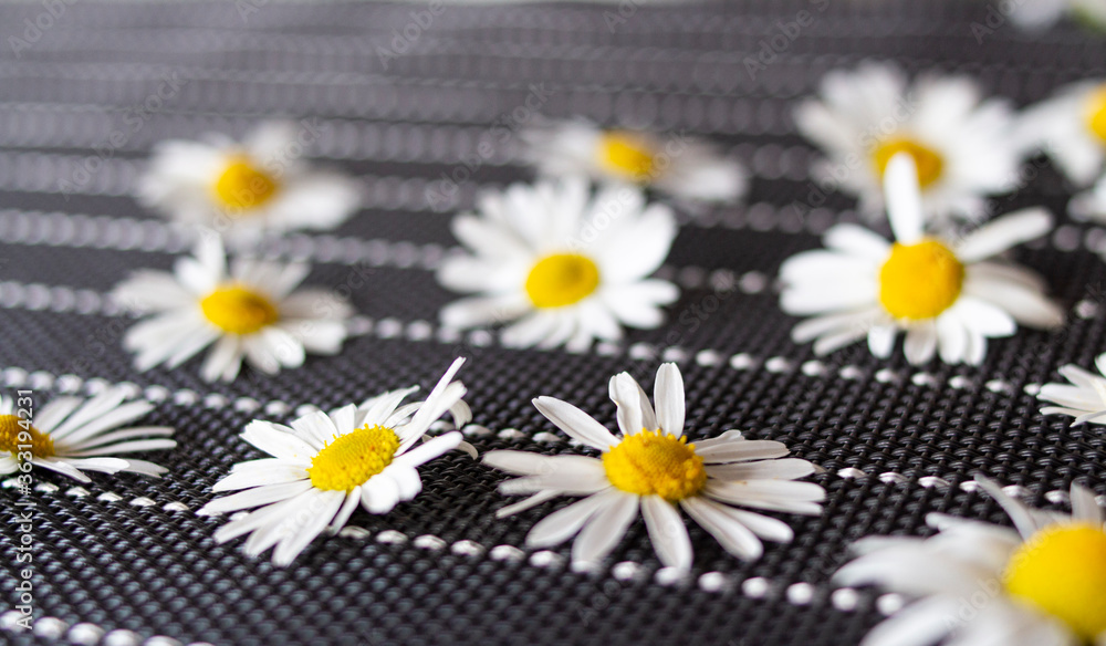 Obraz premium many white daisies on a black background with white stripes top view. laid out randomly