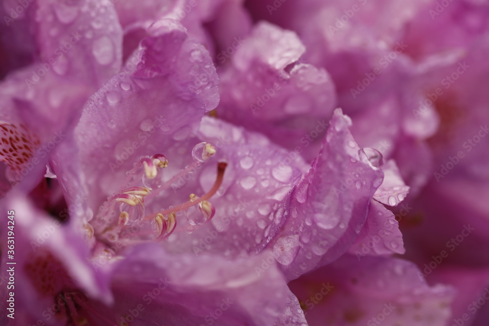 Pink flowers of rhododendron catawbiense closeup with rain drops.