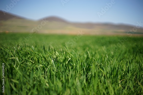 A close-up of green, young wheat (oat, rye, etc) plants. In the background, you could see an agricultural field and some hills.