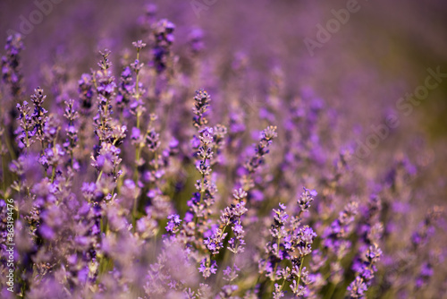 Lavender bushes closeup on evening light. Purple flowers of lavender. Bushes on the center of picture. Provence region of France travel tourism destination. Selective focus