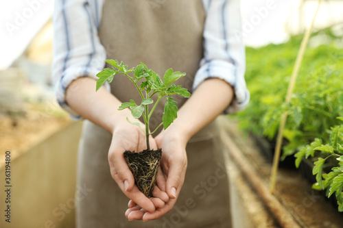 Woman with tomato seedling in greenhouse, closeup