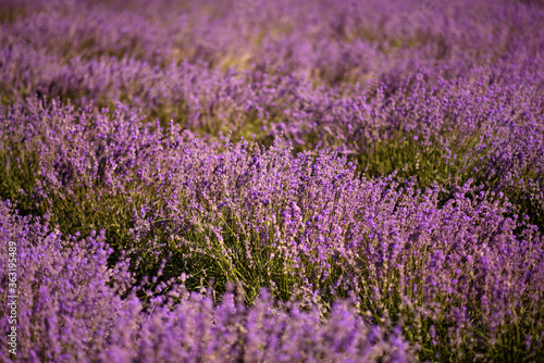 Lavender field in summer. Flowers in lavender fields in Provence mountains. Rows of lavender in evening light