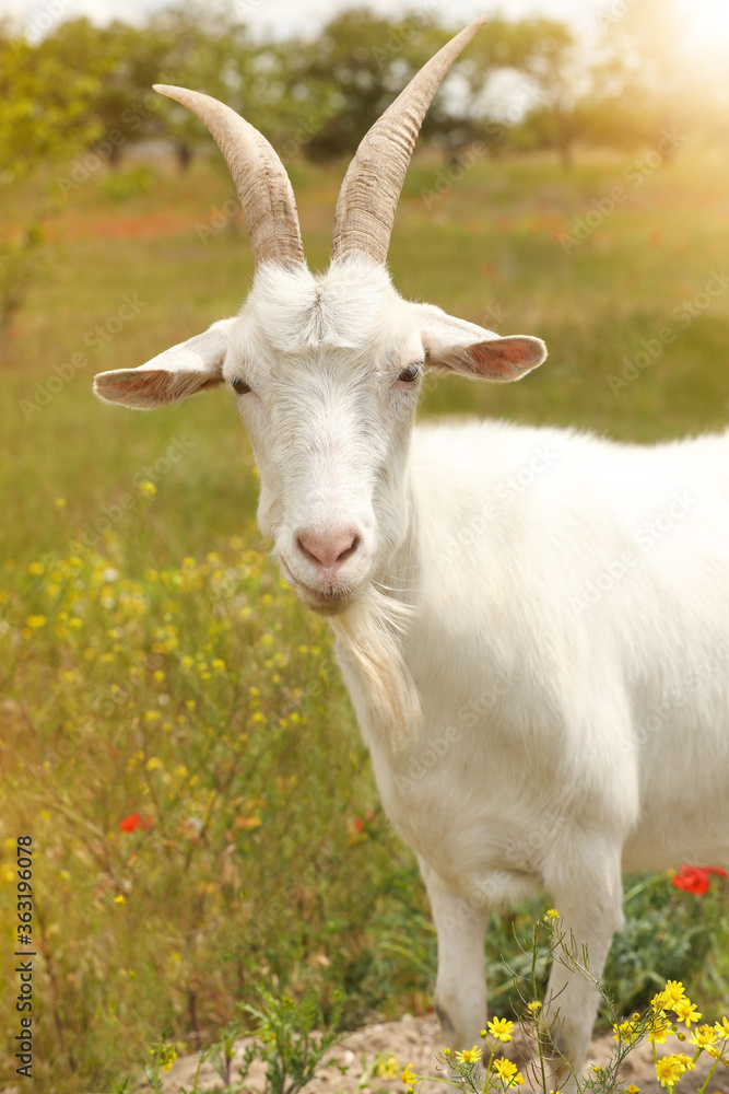 Beautiful white goat in field on sunny day. Animal husbandry