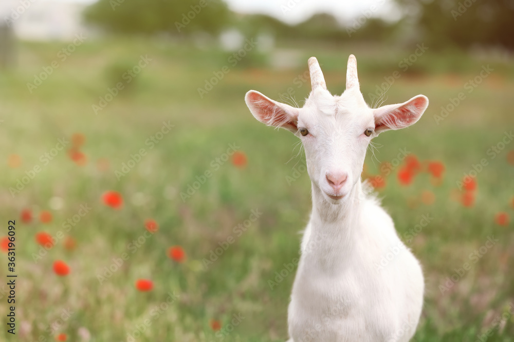 Cute goat in field, space for text. Animal husbandry Cute goat in field, space for text. Animal husbandry