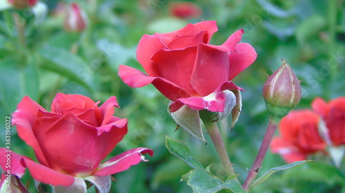 pink tulips in garden