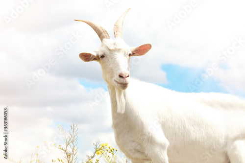 Beautiful white goat against cloudy sky. Animal husbandry