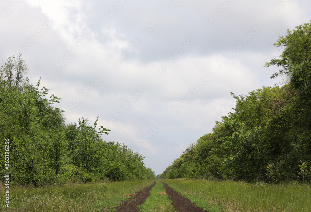 Country road going through trees under cloudy sky Country road going through trees under cloudy sky