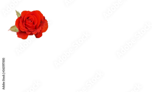 bright blooming rose on an isolated background