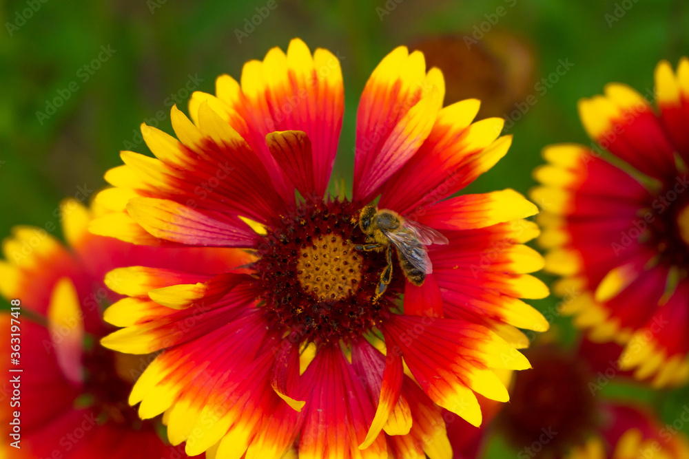 A striped bee sits on a red-yellow flower and collecting nectar. Bokeh A striped bee sits on a red-yellow flower and collecting nectar. Bokeh
