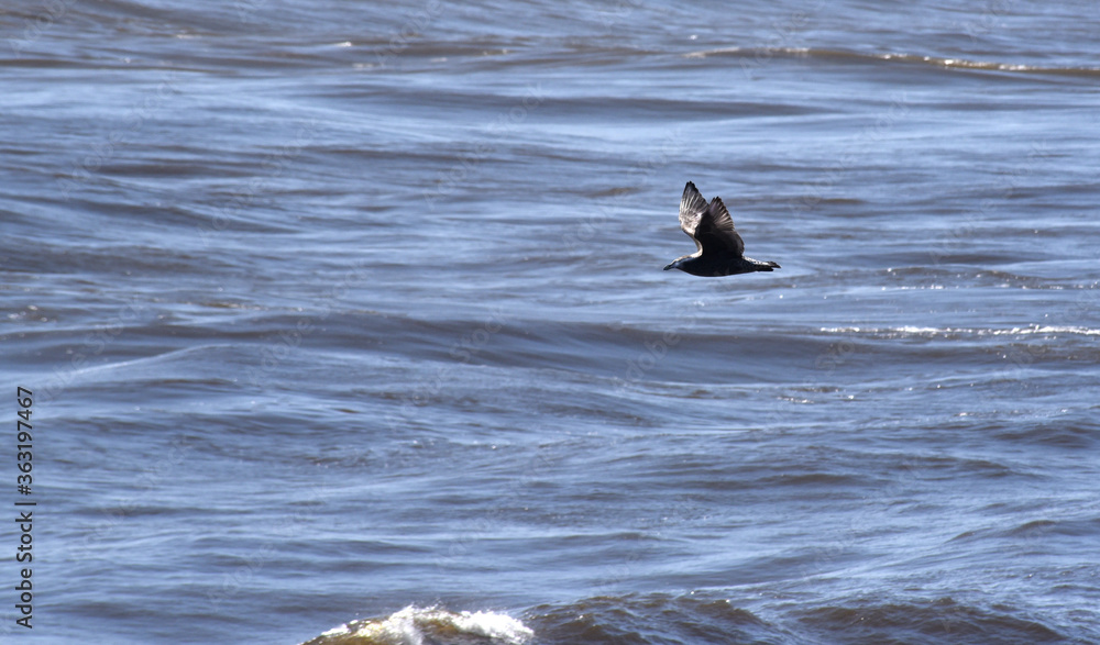 Fototapeta premium seagull on the water