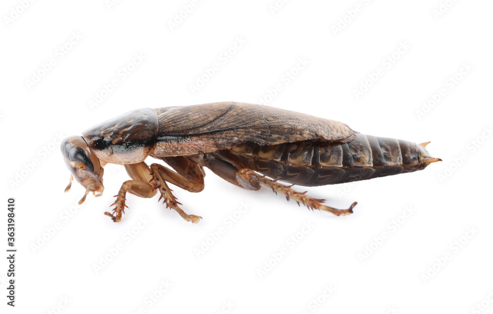 Brown cockroach isolated on white. Pest control Brown cockroach isolated on white. Pest control