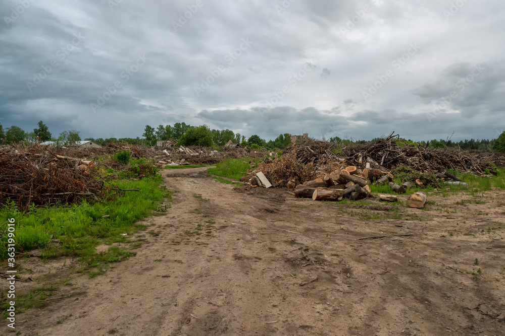 Fototapeta premium Pile of pine logs in a sawmill for further processing. An area with scattered felled trees