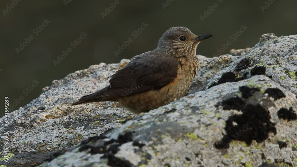 Rufous-tailed rock thrush female on a rock in your breeding ground Rufous-tailed rock thrush female on a rock in your breeding ground