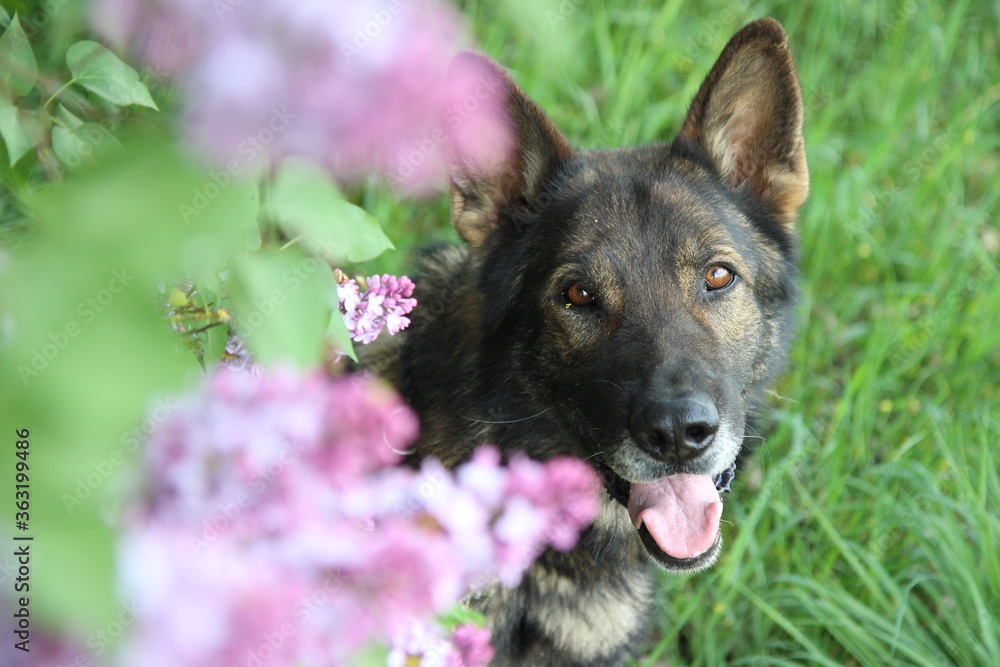 Deutscher Schäferhund blauer Flieder blüht Deutscher Schäferhund blauer Flieder blüht