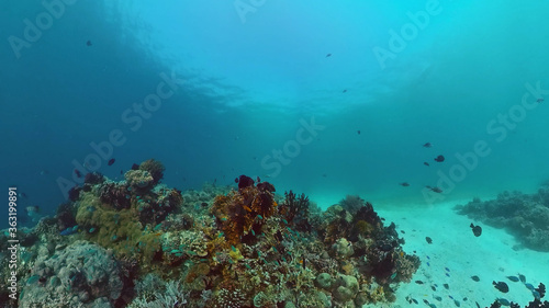 Fototapeta Naklejka Na Ścianę i Meble -  Underwater Colorful Tropical Fishes. wonderful and beautiful underwater colorful fishes and corals in the tropical reef. Panglao, Bohol, Philippines.
