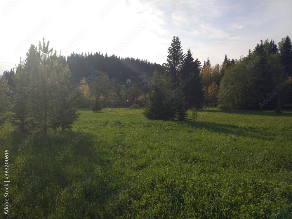 Obraz premium forest in the morning