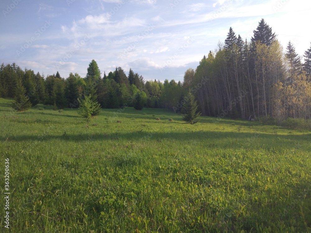 Fototapeta premium landscape with trees
