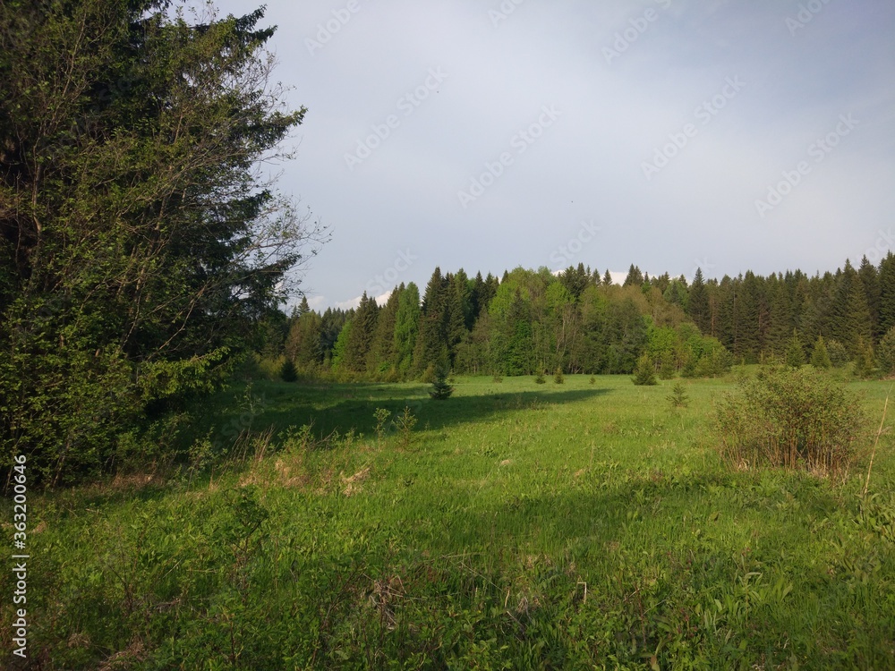 Obraz premium landscape with trees